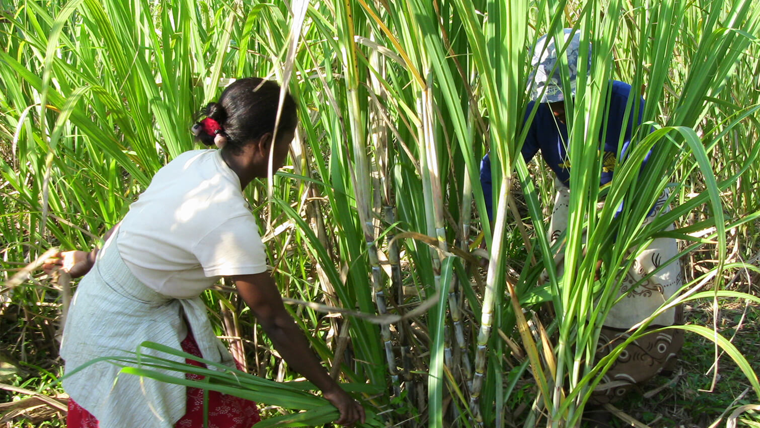 Champ canne Ã  sucre coopÃ©rative PAACO Ã  Madagascar -  Sucre complet de canne
